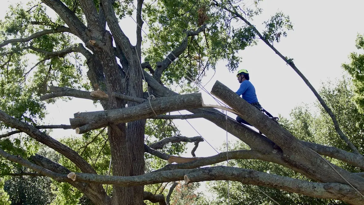 Professional Crown Thinning performed by certified arborists in Kamrar